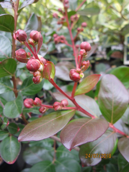 Preview: Kraeuselmyrte Indica Braise d´ete